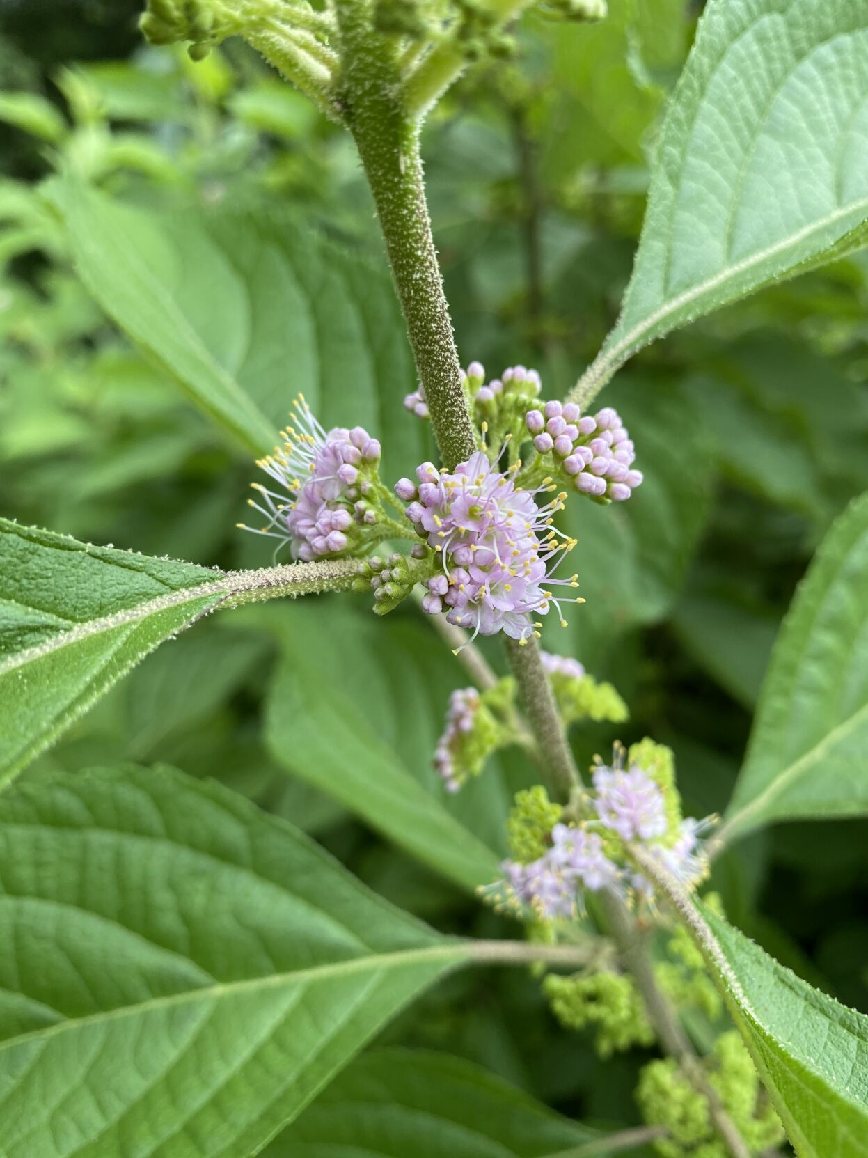 Callicarpa americana or beautyberry